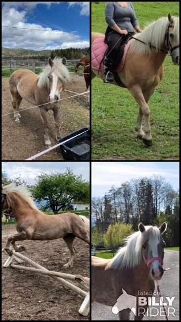 Schöne Haflinger Stute, Maringer Juliana, Horses For Sale, Königsbrunn am Wagram, Image 6