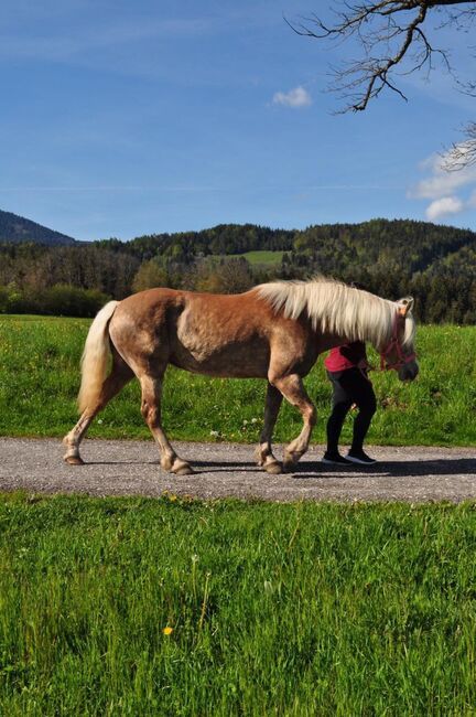 Schöne Haflinger Stute, Maringer Juliana, Horses For Sale, Königsbrunn am Wagram, Image 5