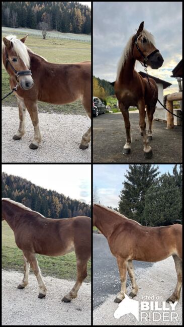Schöne Haflingerstute, Eisath Laura , Horses For Sale, Bozen, Image 9