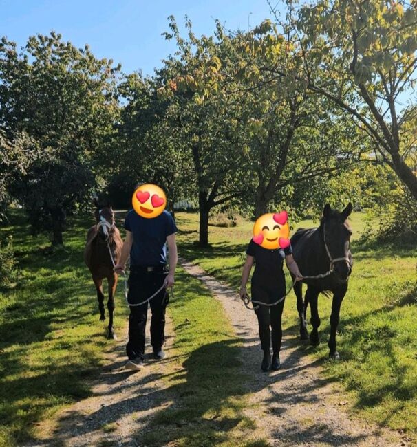 Wunderschönen Hannoveraner Stute Vielseitigkeit/ Springen, Franziska, Horses For Sale, Ahrensbök , Image 5