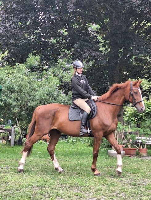 Schön Hannoveraner Stute, Dani, Horses For Sale, Tauche , Image 6