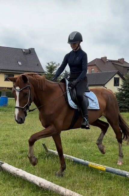 Schön Hannoveraner Stute, Dani, Horses For Sale, Tauche , Image 5