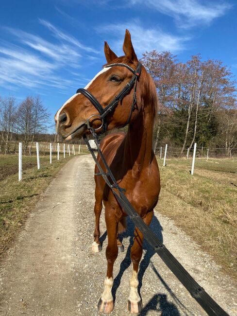 Wunderschöne Hannoveraner Stute mit guter Abstammung, Kerstin Rehbehn (Pferdemarketing Ost), Horses For Sale, Nienburg, Image 11