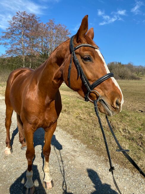 Wunderschöne Hannoveraner Stute mit guter Abstammung, Kerstin Rehbehn (Pferdemarketing Ost), Horses For Sale, Nienburg, Image 3