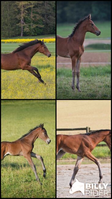 Traumhaft schöne Hannover Jährlingsstute, SE, Horses For Sale, Burladingen, Image 7