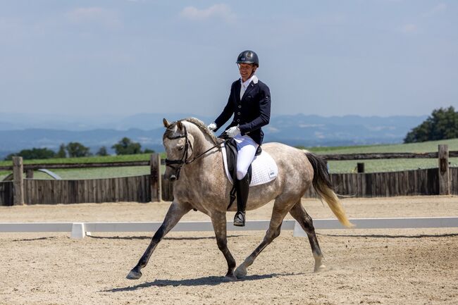 Wunderschöner leistungsbereiter Allrounder, Margit, Horses For Sale, Wolfern
