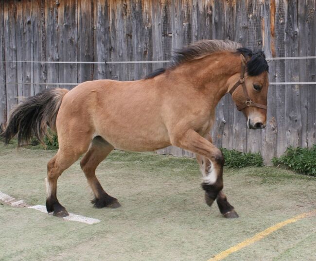 Wunderschöne Highland Stute, Tina, Horses For Sale, Calden