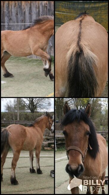 Wunderschöne Highland Stute, Tina, Horses For Sale, Calden, Image 9