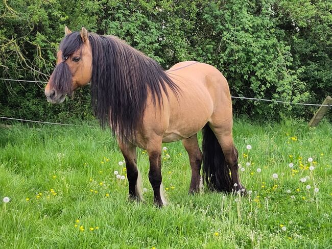 Wunderschöne Highland Stute, Tina, Horses For Sale, Calden, Image 7
