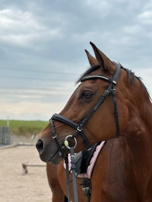 Wunderschöne Holsteiner Stute, Thomas, Horses For Sale, Perwang, Image 2