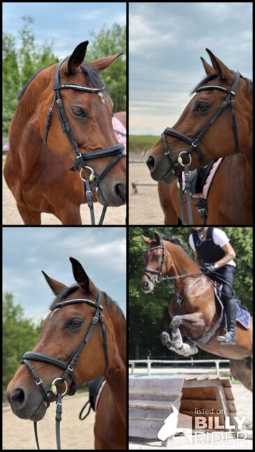 Wunderschöne Holsteiner Stute, Thomas, Horses For Sale, Perwang, Image 6