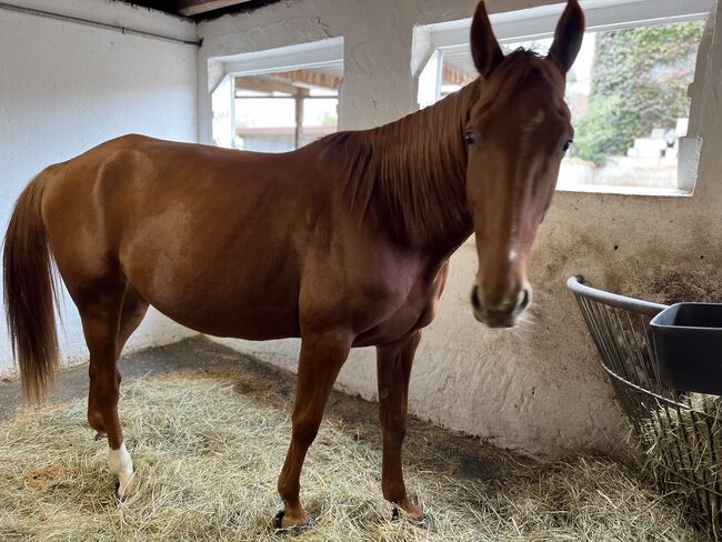 Wunderschöne intelligente Französisch Traber Stute, Carmen Preuss , Horses For Sale, Emmendingen, Image 5