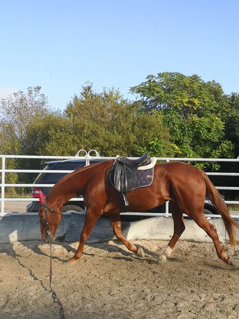 Wunderschöne intelligente Französisch Traber Stute, Carmen Preuss , Horses For Sale, Emmendingen, Image 6