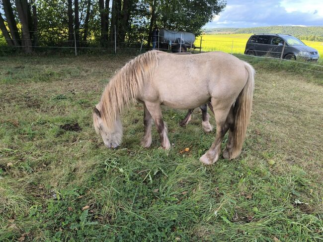 Wunderschöner Irish Cob in Sonderfarbe mit  Silver, Tina, Horses For Sale, Calden, Image 2