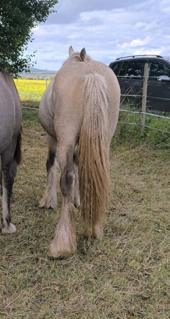 Wunderschöner Irish Cob in Sonderfarbe mit  Silver, Tina, Horses For Sale, Calden, Image 5