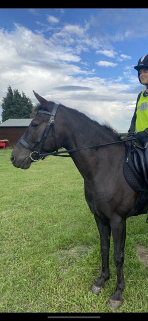 Beautiful Kind 13.2hh Black Connemara, 11 years old, Adele Markham, Horses For Sale, Gainsborough