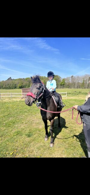 Beautiful Kind 13.2hh Black Connemara, 11 years old, Adele Markham, Horses For Sale, Gainsborough, Image 5