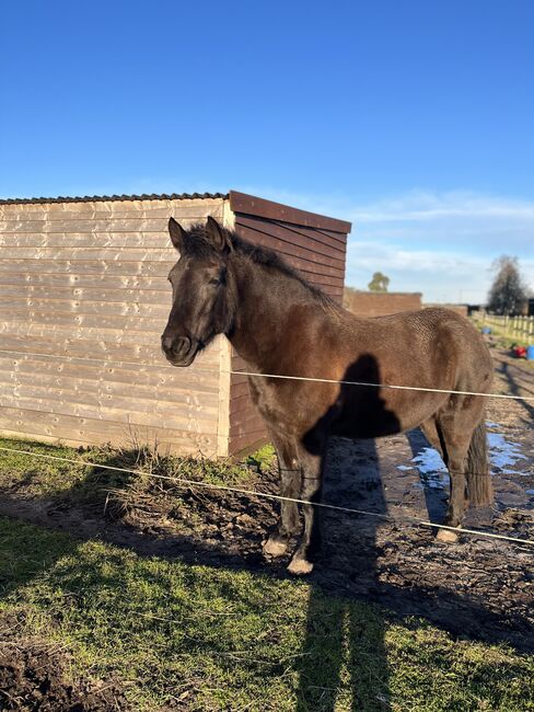 Beautiful Kind 13.2hh Black Connemara, 11 years old, Adele Markham, Horses For Sale, Gainsborough, Image 6