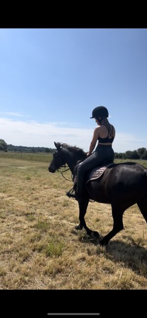 Beautiful Kind 13.2hh Black Connemara, 11 years old, Adele Markham, Horses For Sale, Gainsborough, Image 3