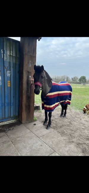 Beautiful Kind 13.2hh Black Connemara, 11 years old, Adele Markham, Horses For Sale, Gainsborough, Image 4