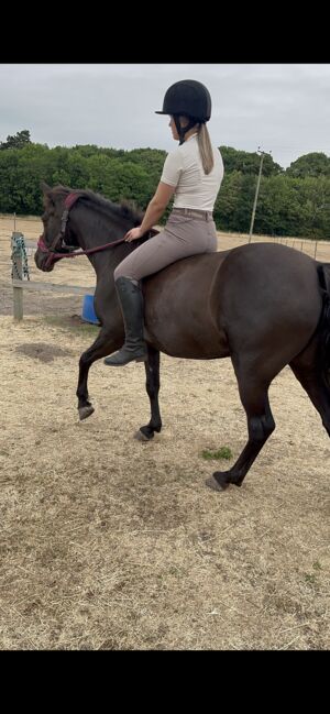 Beautiful Kind 13.2hh Black Connemara, 11 years old, Adele Markham, Horses For Sale, Gainsborough, Image 2