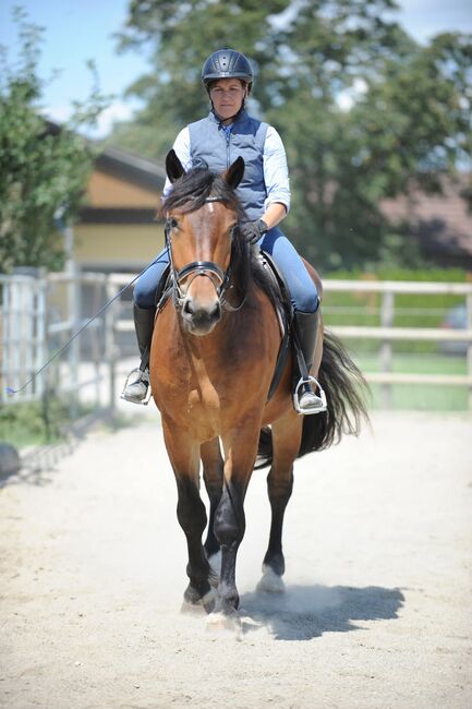 Wunderschöner großrahmiger Norikerwallach, Sarah Kaswurm , Horses For Sale, St Kanzian, Image 2