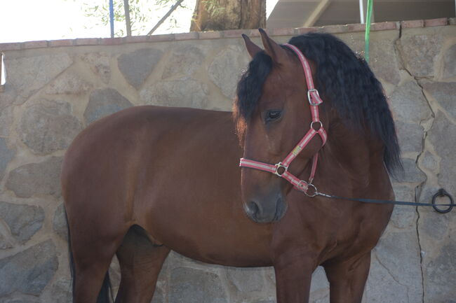 Wunderschöner großrahmiger PRE in brauner Jacke, Sandra (smartDressage S.L.), Horses For Sale, Conil de la Frontera, Cadiz, Image 3