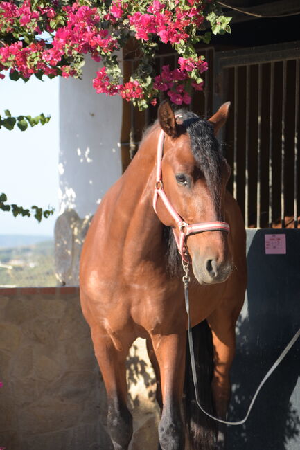 Wunderschöner großrahmiger PRE in brauner Jacke, Sandra (smartDressage S.L.), Horses For Sale, Conil de la Frontera, Cadiz, Image 2