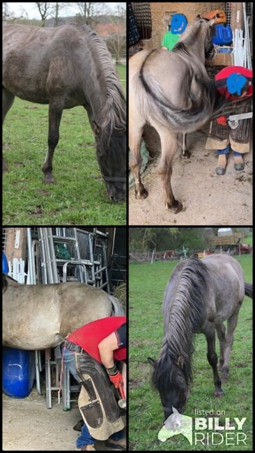 Wunderschöner großer Konik mit Stammbaum, Tina, Horses For Sale, Calden, Image 6