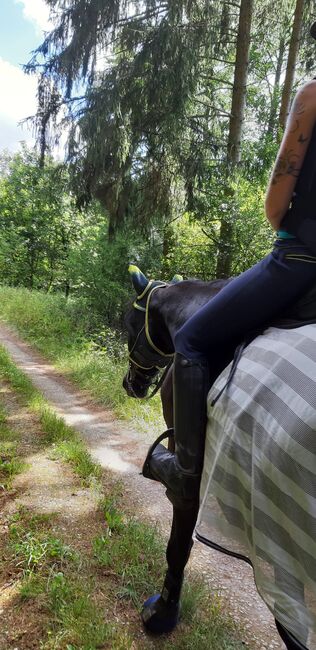 Schönes Freizeitpferd, Sandra , Horses For Sale, Blumberg, Image 3