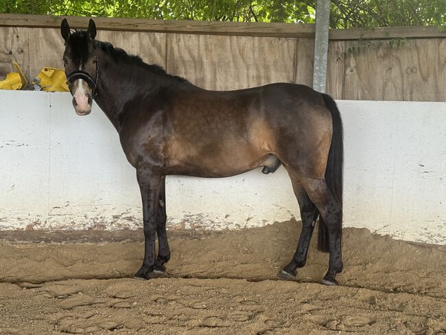 Wunderschönes Freizeitpferd, A. Karakoc, Horses For Sale, Dortmund, Image 2