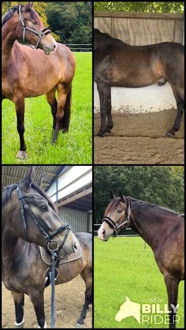 Wunderschönes Freizeitpferd, A. Karakoc, Horses For Sale, Dortmund, Image 5