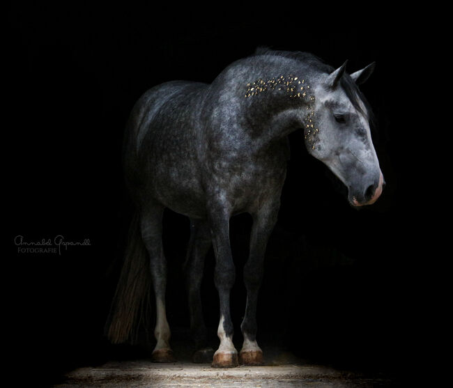 Wunderschöne Lipizzaner Stute zu verkaufen!, Fiona Wagner, Horses For Sale, Gleisdorf, Image 2