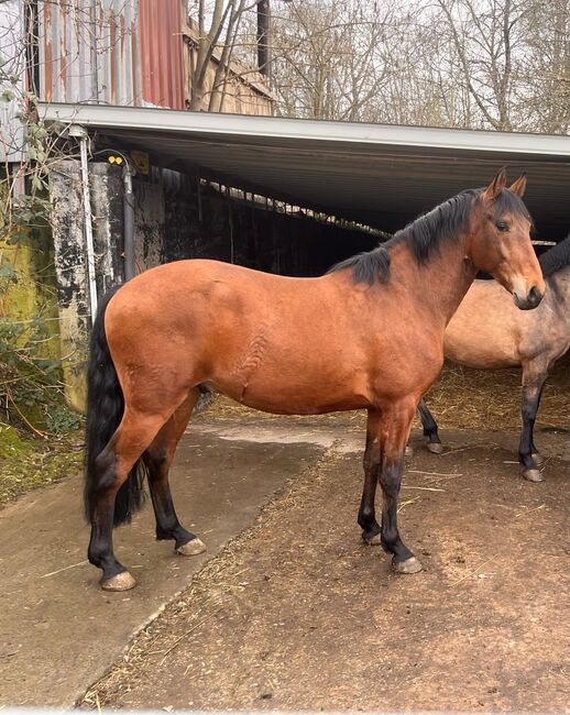 Wunderschöner Lusitano Cruzado Wallach, Shirin Sahin, Horses For Sale, Altenstadt , Image 4