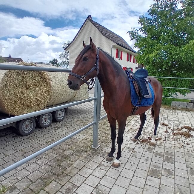 Schöne lusitano, Alexandre Mendes , Horses For Sale, Braunau , Image 4