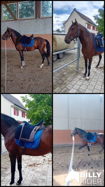 Schöne lusitano, Alexandre Mendes , Horses For Sale, Braunau , Image 5