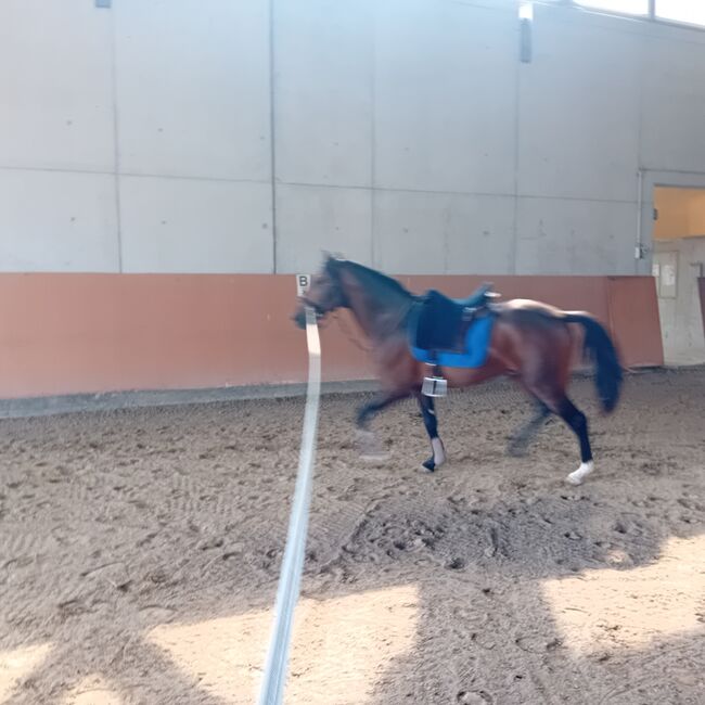 Schöne lusitano, Alexandre Mendes , Horses For Sale, Braunau , Image 2