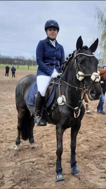 Schöne Stute Ambitioniert Turnierpferd Dressur springen Pferd Spanier 6j Freizeit, Jassi , Horses For Sale, Zossen , Image 18