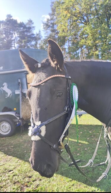 Schöne Stute Ambitioniert Turnierpferd Dressur springen Pferd Spanier 6j Freizeit, Jassi , Horses For Sale, Zossen , Image 17