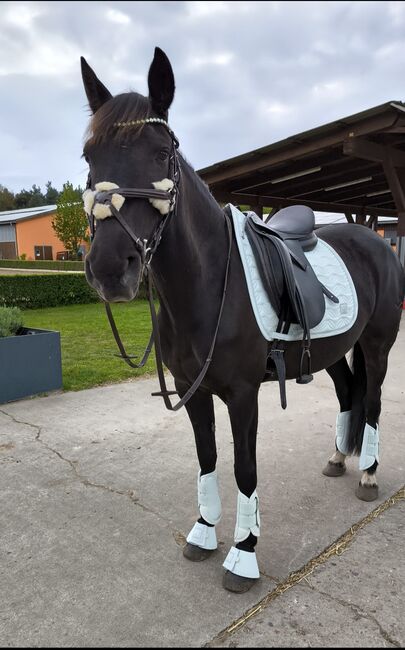 Schöne Stute Ambitioniert Turnierpferd Dressur springen Pferd Spanier 6j Freizeit, Jassi , Horses For Sale, Zossen , Image 15