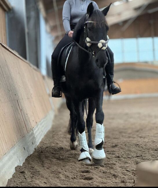 Schöne Stute Ambitioniert Turnierpferd Dressur springen Pferd Spanier 6j Freizeit, Jassi , Horses For Sale, Zossen , Image 13