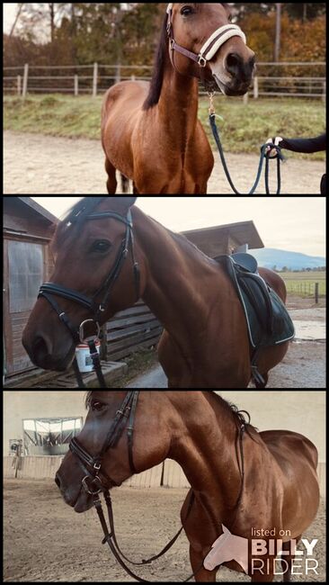 Bildhübsche stute, Leonie, Horses For Sale, Pischelsdorf in der Steiermark, Image 4