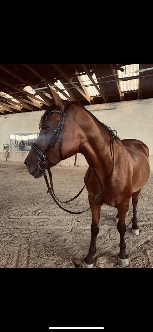 Bildhübsche stute, Leonie, Horses For Sale, Pischelsdorf in der Steiermark, Image 3