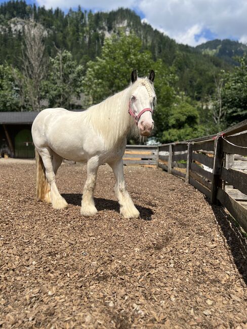 Schöne Stute sucht Bezugsperson, Jessica , Horses For Sale, Eichhorntal, Image 2