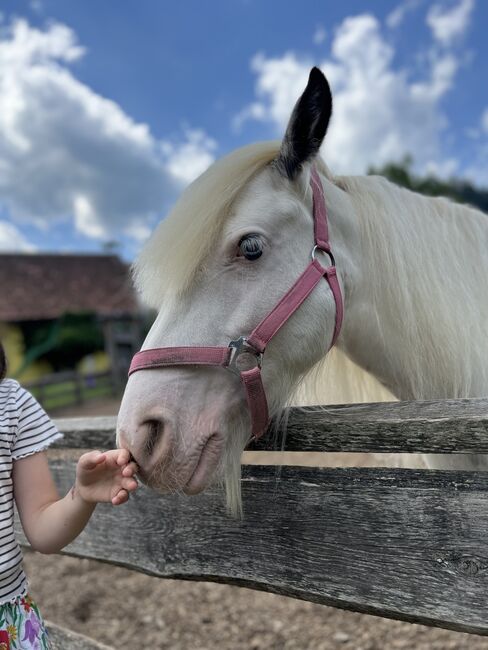 Schöne Stute sucht Bezugsperson, Jessica , Horses For Sale, Eichhorntal, Image 3