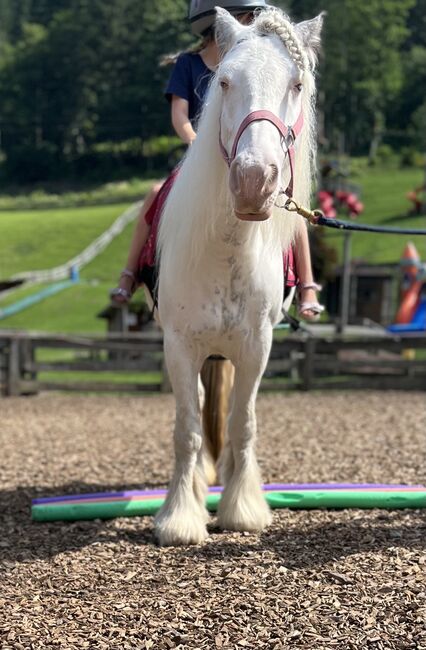 Schöne Stute sucht Bezugsperson, Jessica , Horses For Sale, Eichhorntal