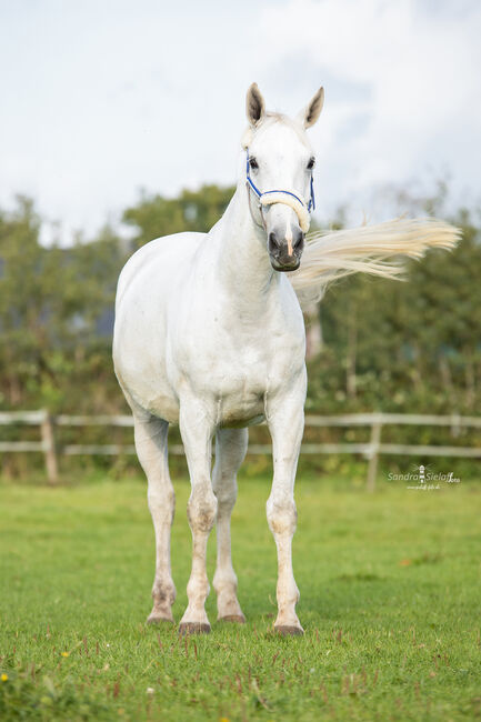 Wunderschöner Mecklenburger Warmblut Wallach, Nadine Mand, Horses For Sale, Lunden, Image 3