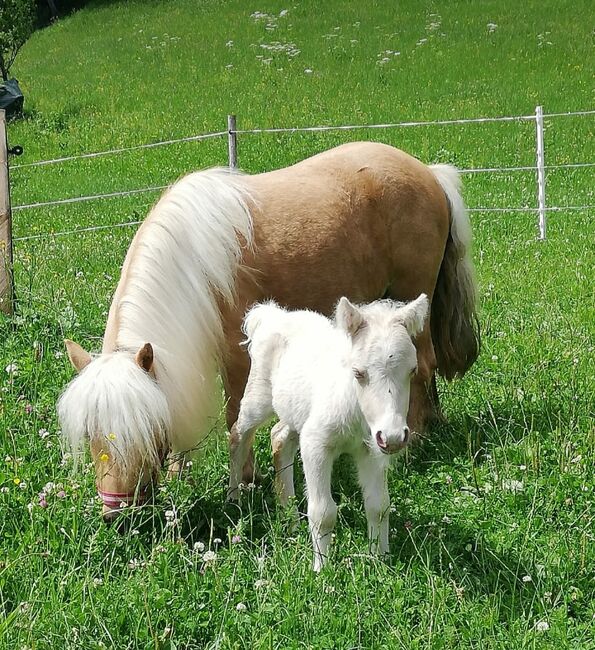 Wunderschönen MiniShetty Hengst, Susanne Hacksteiner, Horses For Sale, Taxenbach, Image 3