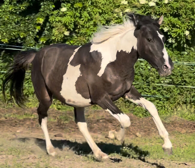 Wunderschöner Mustang Hengst ( Wallach) Grullo Tobiano, Privat, Horses For Sale, Bad Hersfeld 