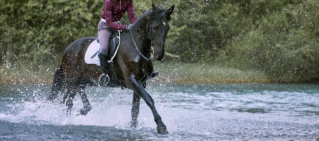 Wunderschöne Nonius Stute, Maria Volgger, Horses For Sale, Mareta, Image 9